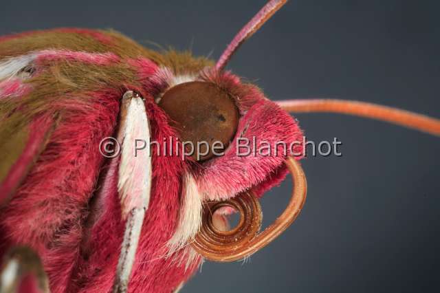 deilephila elpenor 2.JPG - Deilephila elpenor (Portrait)Grand sphinx de la vigneElephant Hawk-mothLepidoptera, SphingidaeFrance